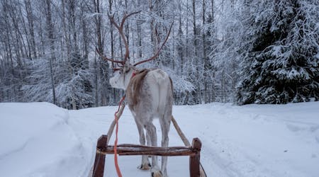 Safári de renas tradicional na Lapônia